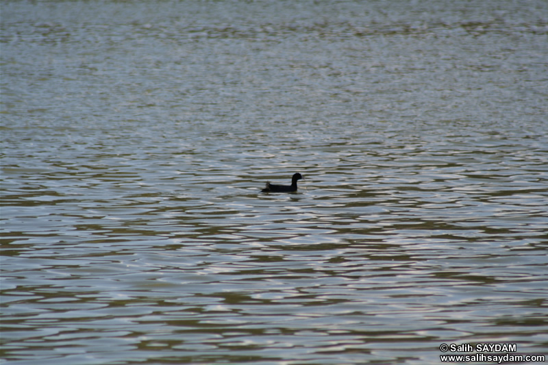 Coot Photo Gallery 4 (Ankara, Lake of Eymir)