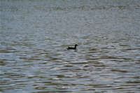 Coot Photo Gallery 4 (Ankara, Lake of Eymir)