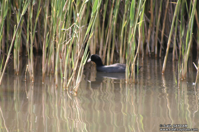 Coot Photo Gallery 1 (Ankara, Lake of Eymir)