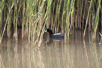 Coot Photo Gallery 1 (Ankara, Lake of Eymir)