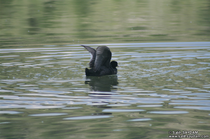 Coot Photo Gallery 2 (Ankara, Lake of Eymir)