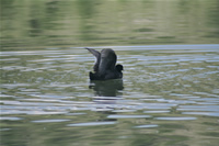 Coot Photo Gallery 2 (Ankara, Lake of Eymir)