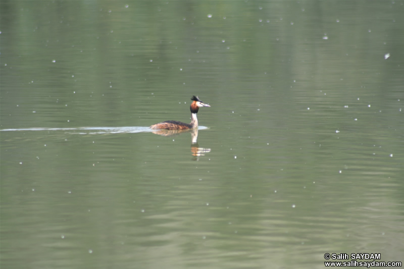 Great Crested Grebe Photo Gallery 2 (Ankara, Lake of Eymir)