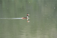 Great Crested Grebe Photo Gallery 2 (Ankara, Lake of Eymir)