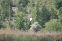 Waterbird Photo Gallery 1 (Ankara, Lake of Eymir)