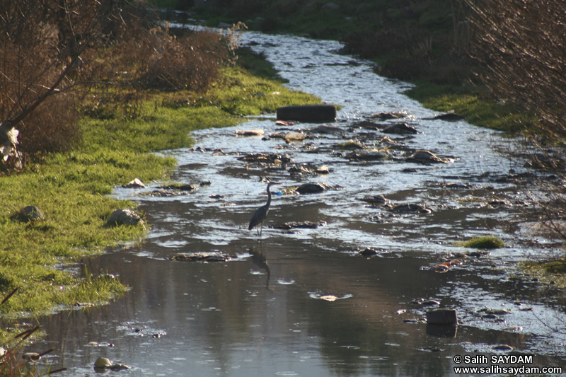 Grey Heron Photo Gallery (Ankara, Kizilcahamam)