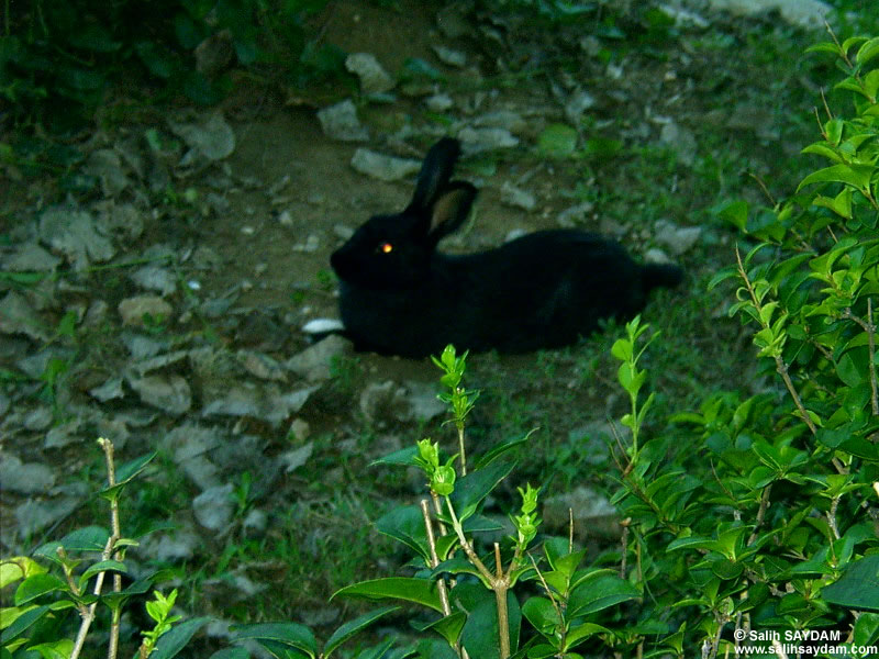 Rabbit Photo Gallery 1 (Antalya, Duden Fall)