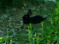 Rabbit Photo Gallery 1 (Antalya, Duden Fall)