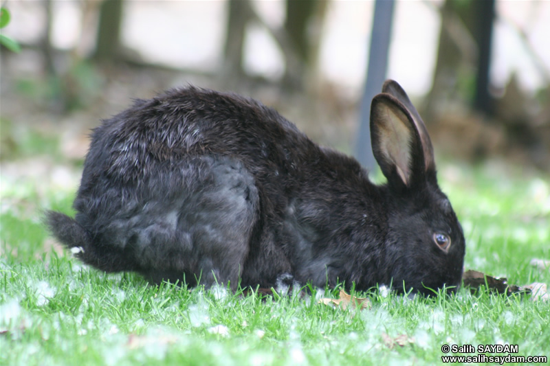 Rabbit Photo Gallery 2 (Ankara, Lake of Eymir)