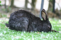 Rabbit Photo Gallery 2 (Ankara, Lake of Eymir)