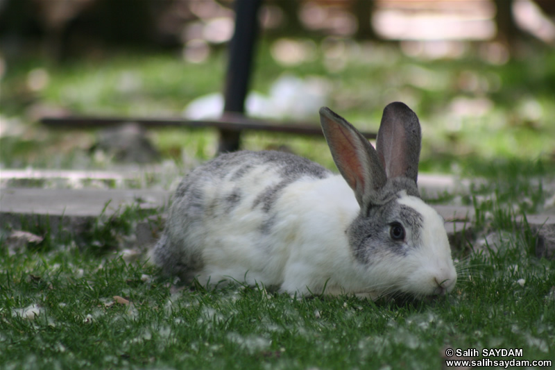Rabbit Photo Gallery 3 (Ankara, Lake of Eymir)