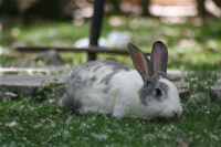 Rabbit Photo Gallery 3 (Ankara, Lake of Eymir)