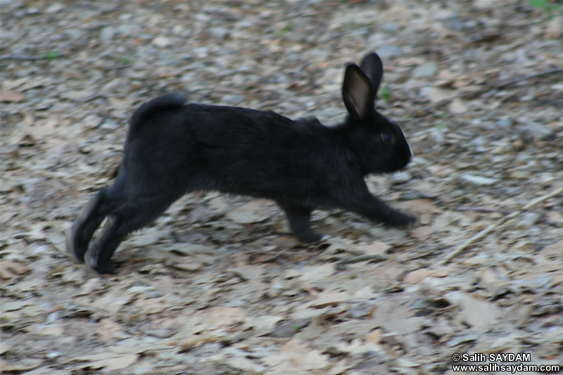 Rabbit Photo Gallery 4 (Ankara, Lake of Eymir)