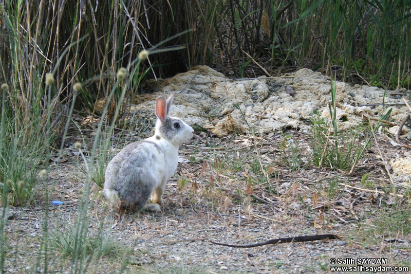 Rabbit Photo Gallery 5 (Ankara, Lake of Eymir)