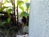 Muğla, Marmaris, Börtübet, Klup Amazon
