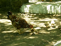 Chicken Photo Gallery 1