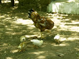 Muğla, Marmaris, Börtübet, Klup Amazon