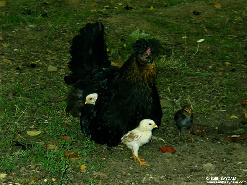 Chicken Photo Gallery 2