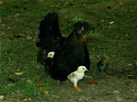 Chicken Photo Gallery 2