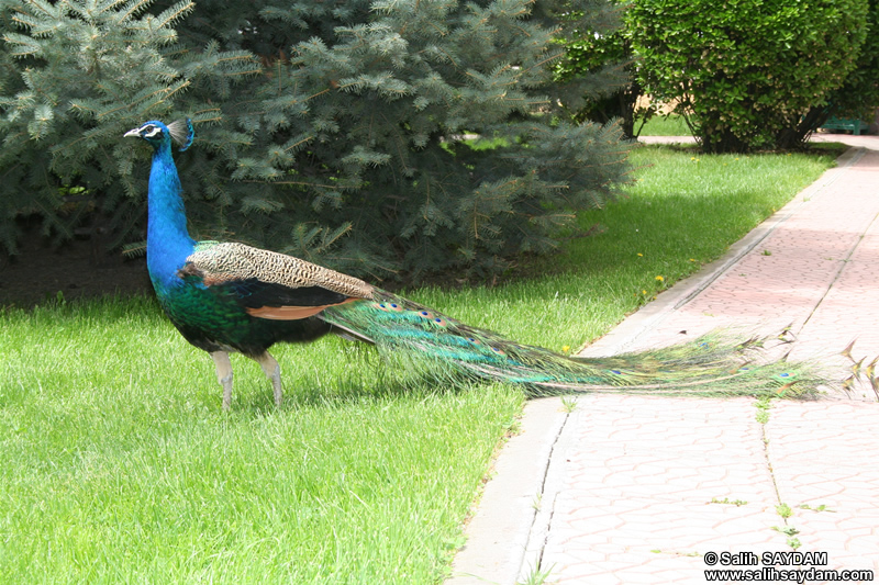 Peacock Photo Gallery (Ankara)