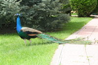 Peacock Photo Gallery (Ankara)