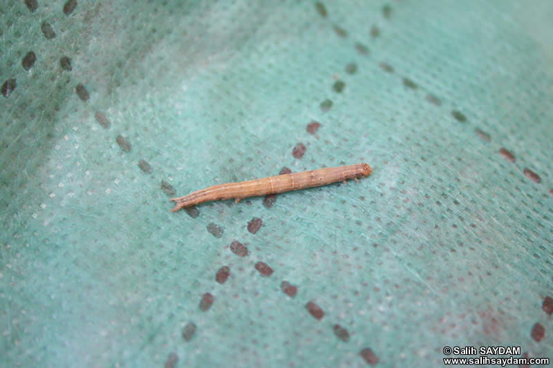 Caterpillar Photo Gallery (Mersin, Kanytelis (Kanlidivane))