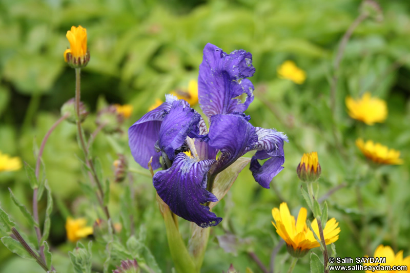 Bartin Flower Photo 3 (Amasra)