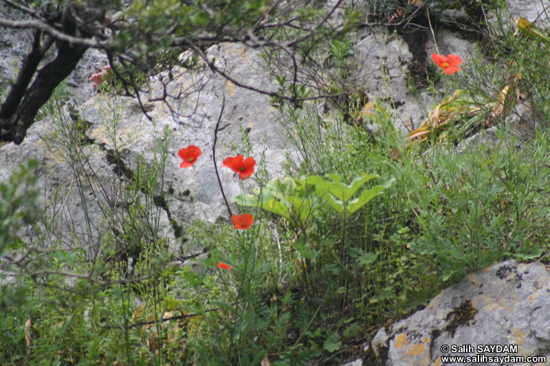 Bartin Flower Photo Gallery 7 (Corn Rose) (Ulukaya)