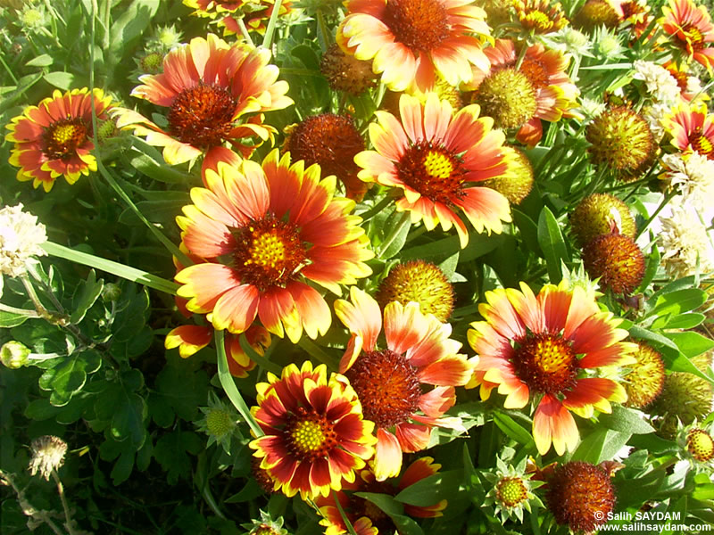 Canakkale Flower Photo Gallery (Gallipoli, 57th Troop Martyrdom)