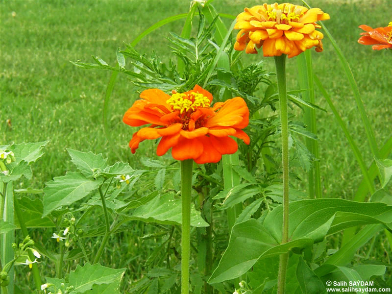 Edirne Flower Photo Gallery (Sukru Pascha Memorial)