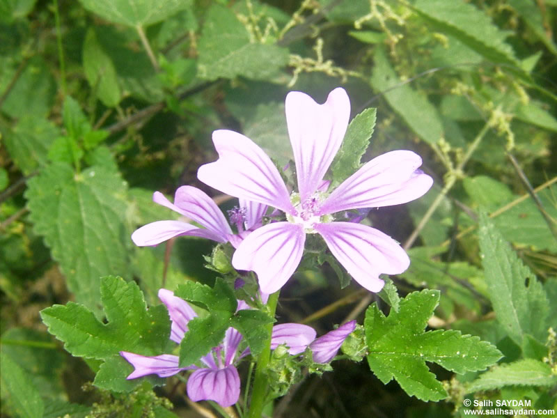 Gumushane Flower Photo Gallery 1 (Gunyuzu)