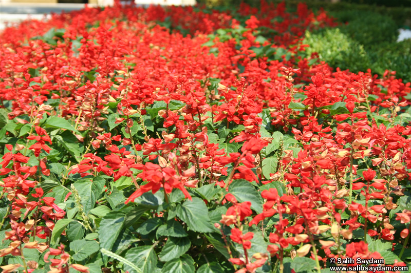 Istanbul Flower Photo Gallery (Hidiv Pavillion)