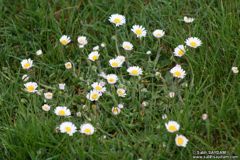 United Kingdom Flower Photo Gallery (Daisy) (Cardiff, Whales)