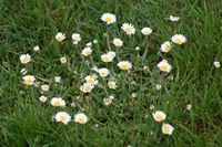 United Kingdom Flower Photo Gallery (Daisy) (Cardiff, Whales)