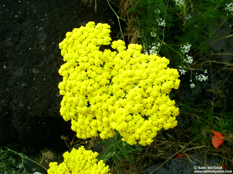 Kars Flower Photo Gallery (Ani Ruins)