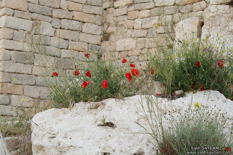 Mersin Flower Photo Gallery 2 (Erdemli, Kizkalesi (Maiden's Castle))