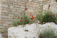 Mersin Flower Photo Gallery 2 (Erdemli, Kizkalesi (Maiden's Castle))