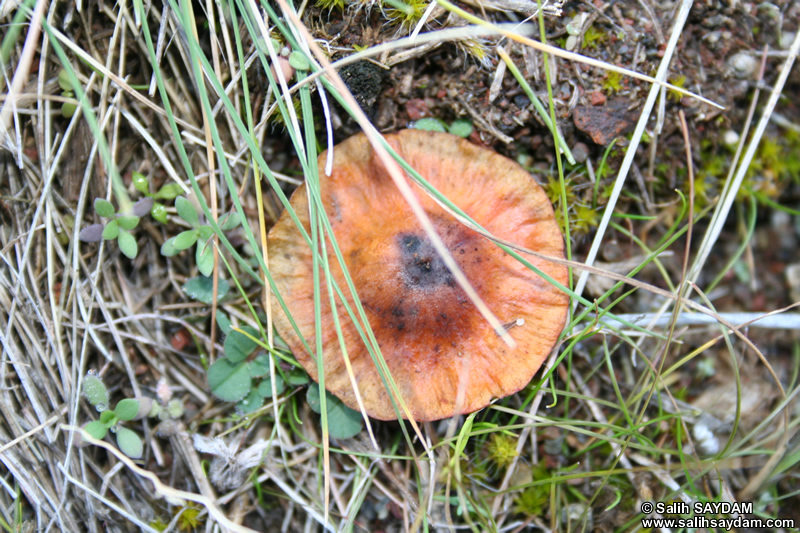 Mushroom Photo Gallery 1 (Ankara, Alicin Canyon)