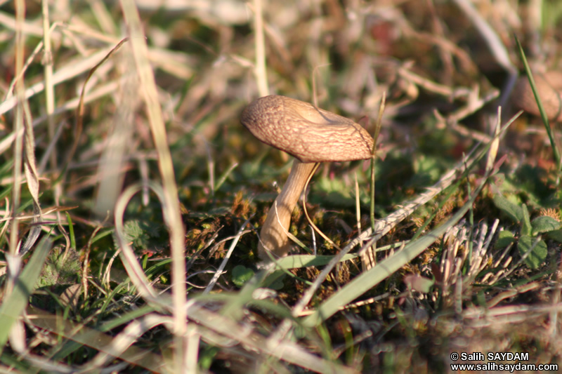 Mushroom Photo Gallery 2 (Ankara, Yakakaya Village)