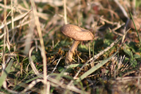 Mushroom Photo Gallery 2 (Ankara, Yakakaya Village)