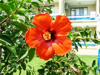 Mersin Flower Photo Gallery 1 (Yesilovacik)