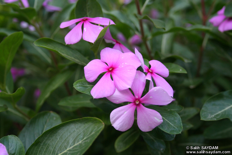 Mersin Flower Photo Gallery 9 (Anamur (Mamure) Castle)