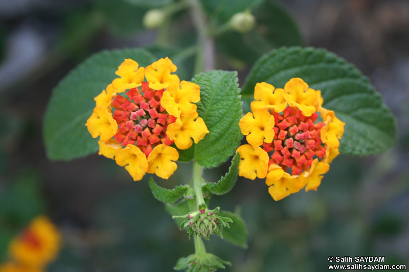 Mersin Flower Photo Gallery 11 (Anamur (Mamure) Castle)