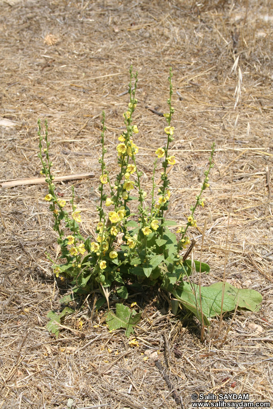 Mersin Flower Photo 13 (Kanytelis (Kanlidivane))