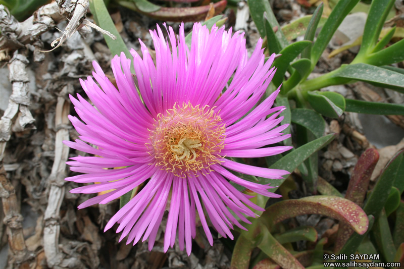 Mersin Flower Photo Gallery 7 (Tarsus, Seven Sleepers Cave)