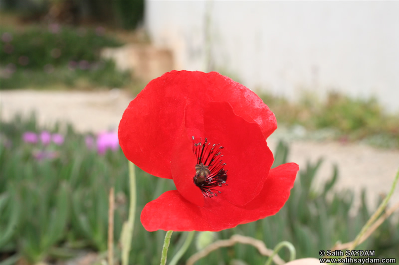 Mersin Flower Photo Gallery 8 (Corn Rose) (Tarsus, Seven Sleepers Cave)