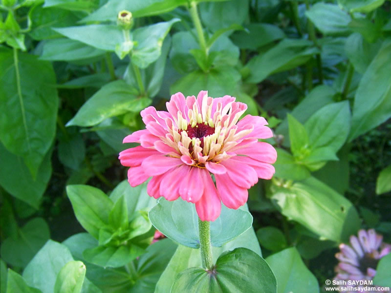 Trabzon Flower Photo Gallery 1 (Ataturk Pavillion)