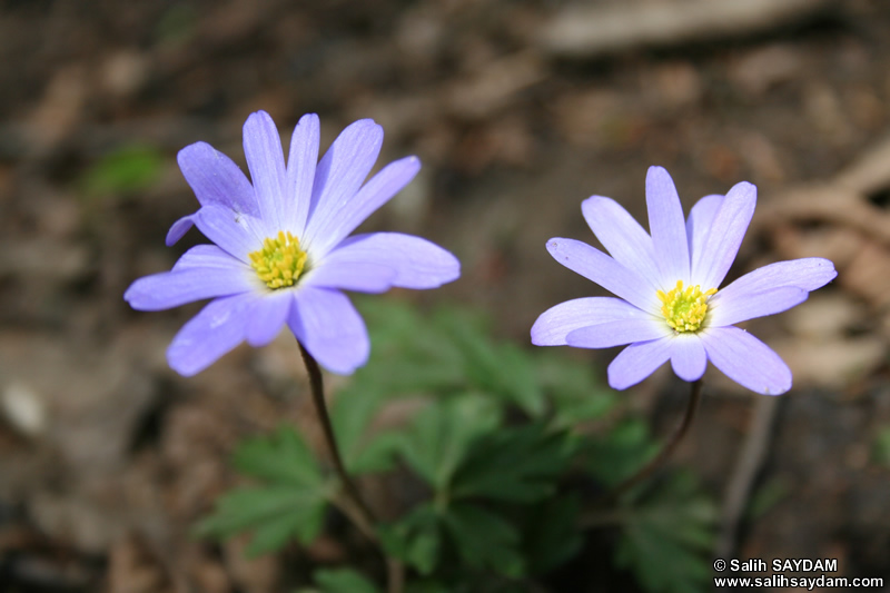 Trabzon Flower Photo Gallery 3 (Uzungol)