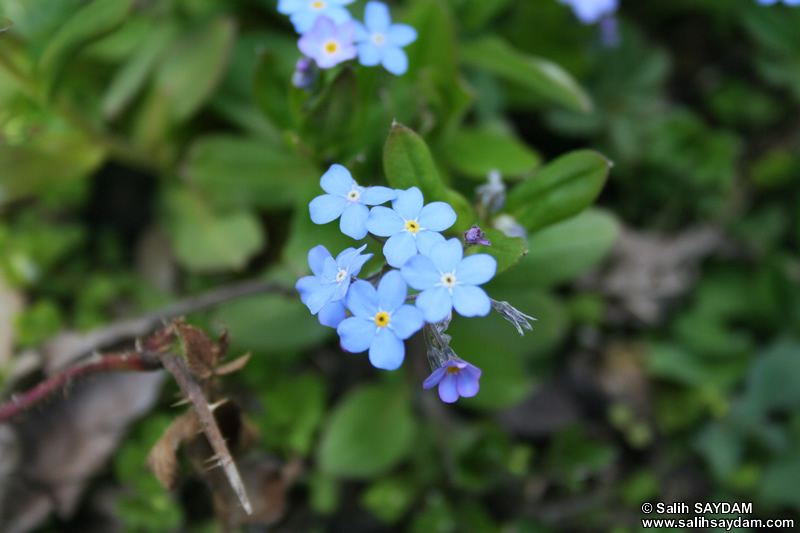 Trabzon Flower Photo Gallery 4 (Uzungol)