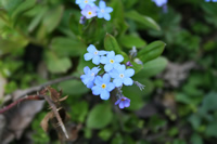 Trabzon Flower Photo Gallery 4 (Uzungol)